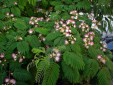 Albizia julibrissin (Arborele de mătase)